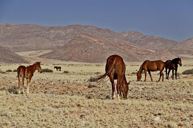 049 Aus, wilde paarden.JPG